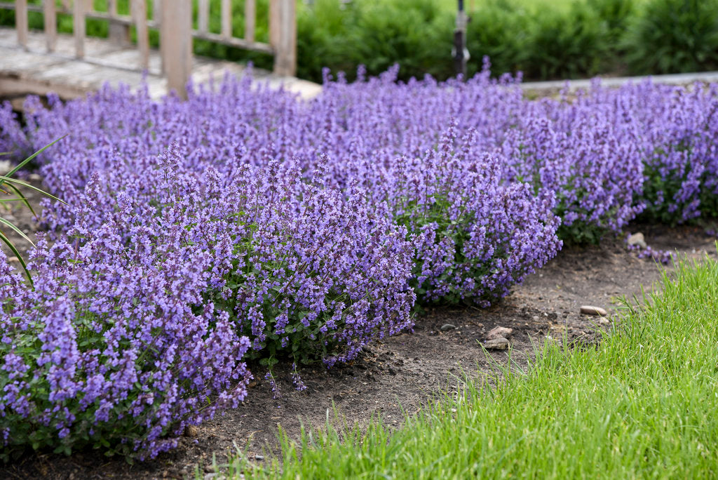 Nepeta x faassenii 'Cats Pajamas' - NEW