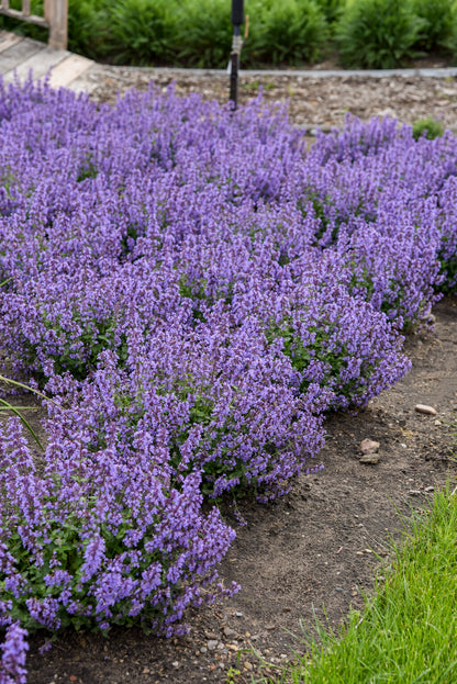 Nepeta x faassenii 'Cats Pajamas' - NEW