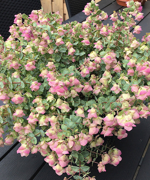 Origanum rotundifolium x scabrum 'Kent Beauty'