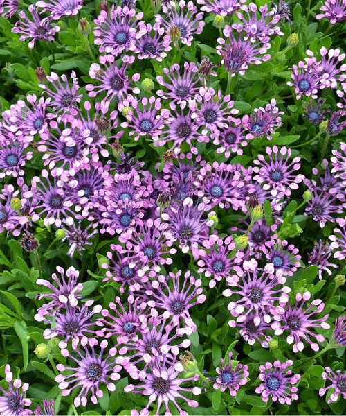 Osteospermum ecklonis 'Serenity Spider Pink' - NEW