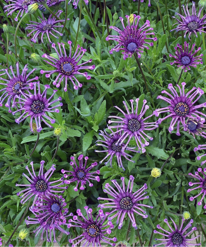 Osteospermum ecklonis 'Serenity Spider Purple' - NEW