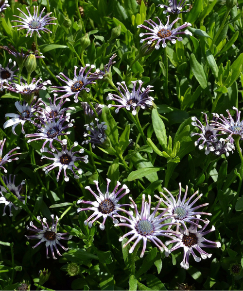 Osteospermum ecklonis 'Serenity Spider White'