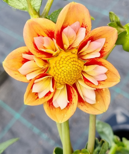 Dahlia variabilis 'Outrageous Gor Blimey' - NEW