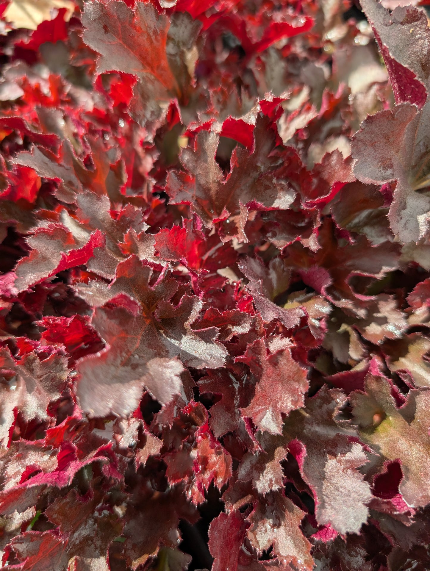 Heuchera sanguniea 'Blackberry'