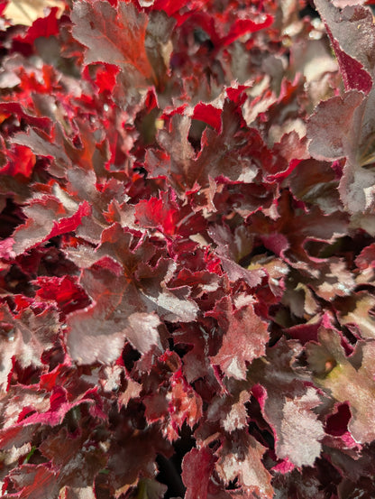 Heuchera sanguniea 'Blackberry'
