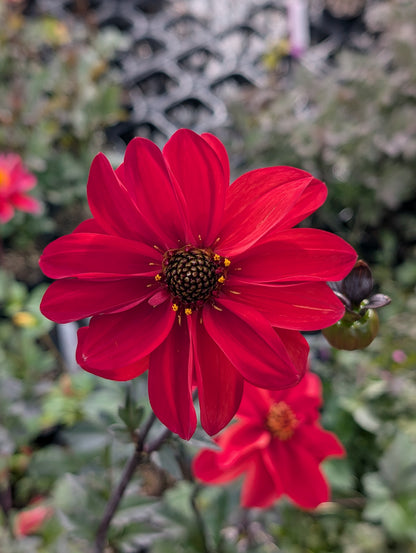Dahlia variabilis 'Dragon Lady' - NEW