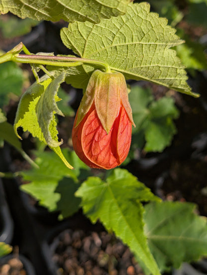 Abutilon x hybridum 'Orange' - NEW