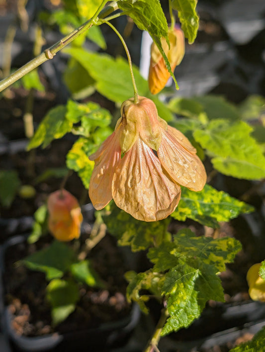 Abutilon x hybridum 'Marble Bell' - NEW