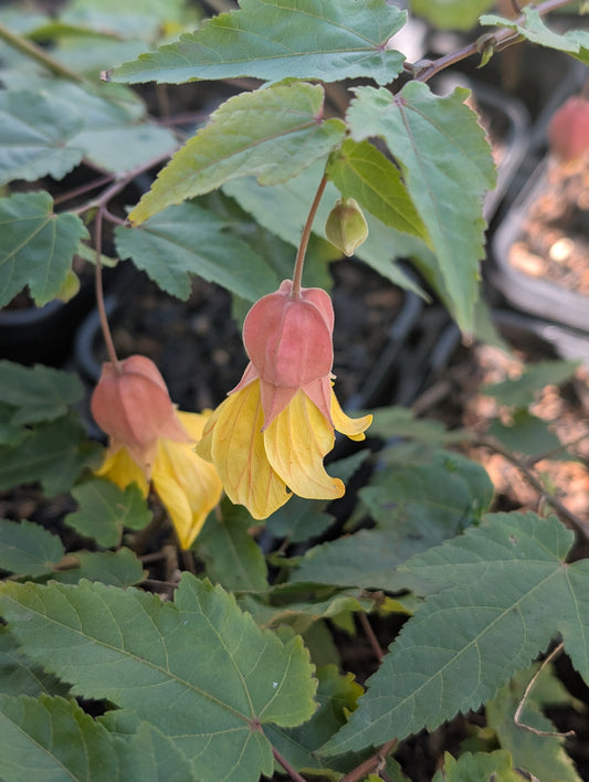 Abutilon megapotamicum 'Honeycomb' - NEW