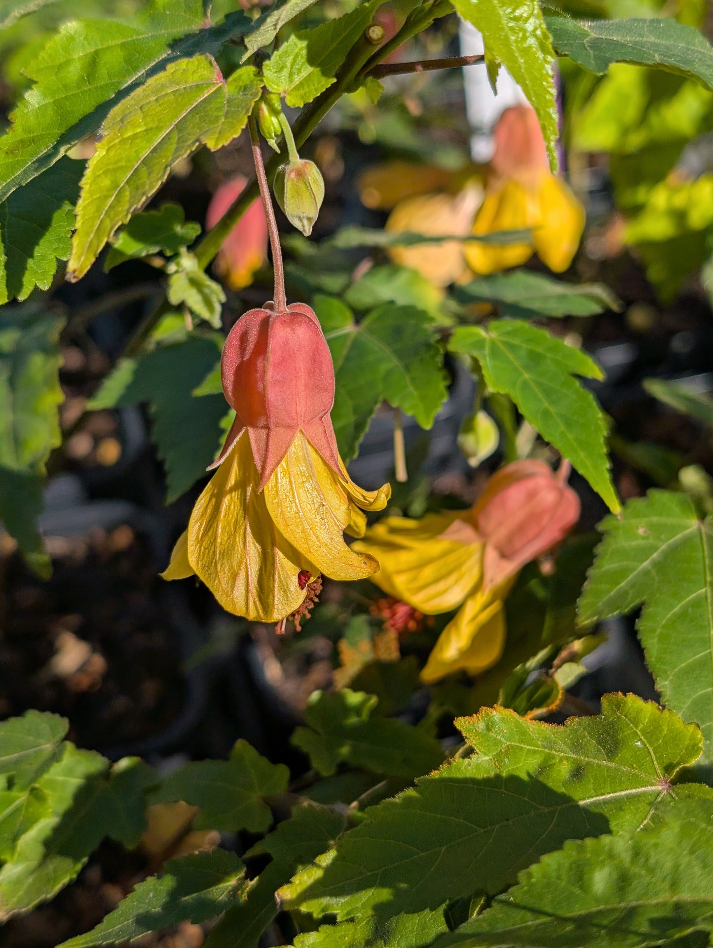 Abutilon megapotamicum 'Honeycomb' - NEW