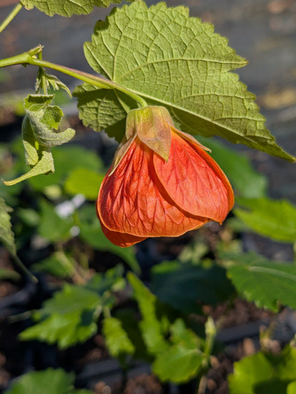 Abutilon x hybridum 'Orange' - NEW