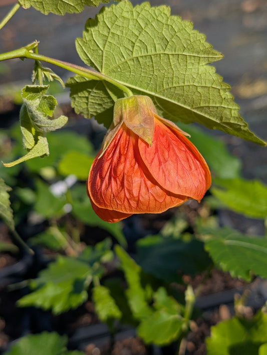 Abutilon x hybridum 'Orange' - NEW