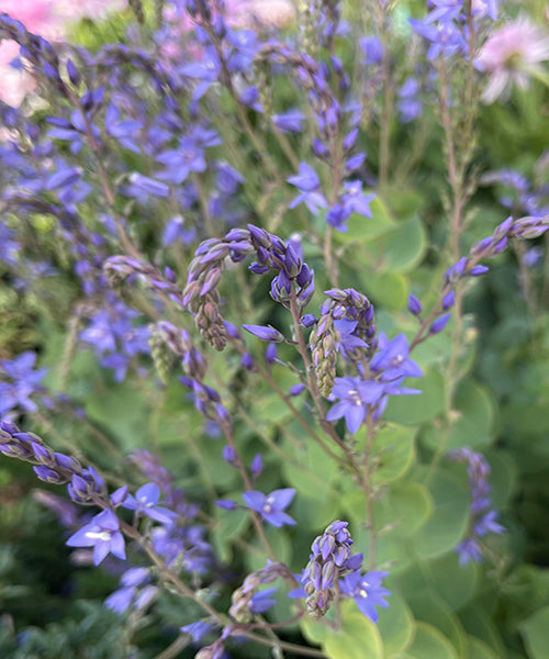 Parahebe perfoliata
