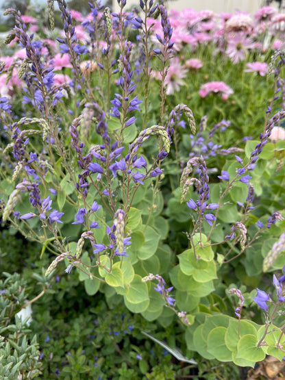 Parahebe perfoliata