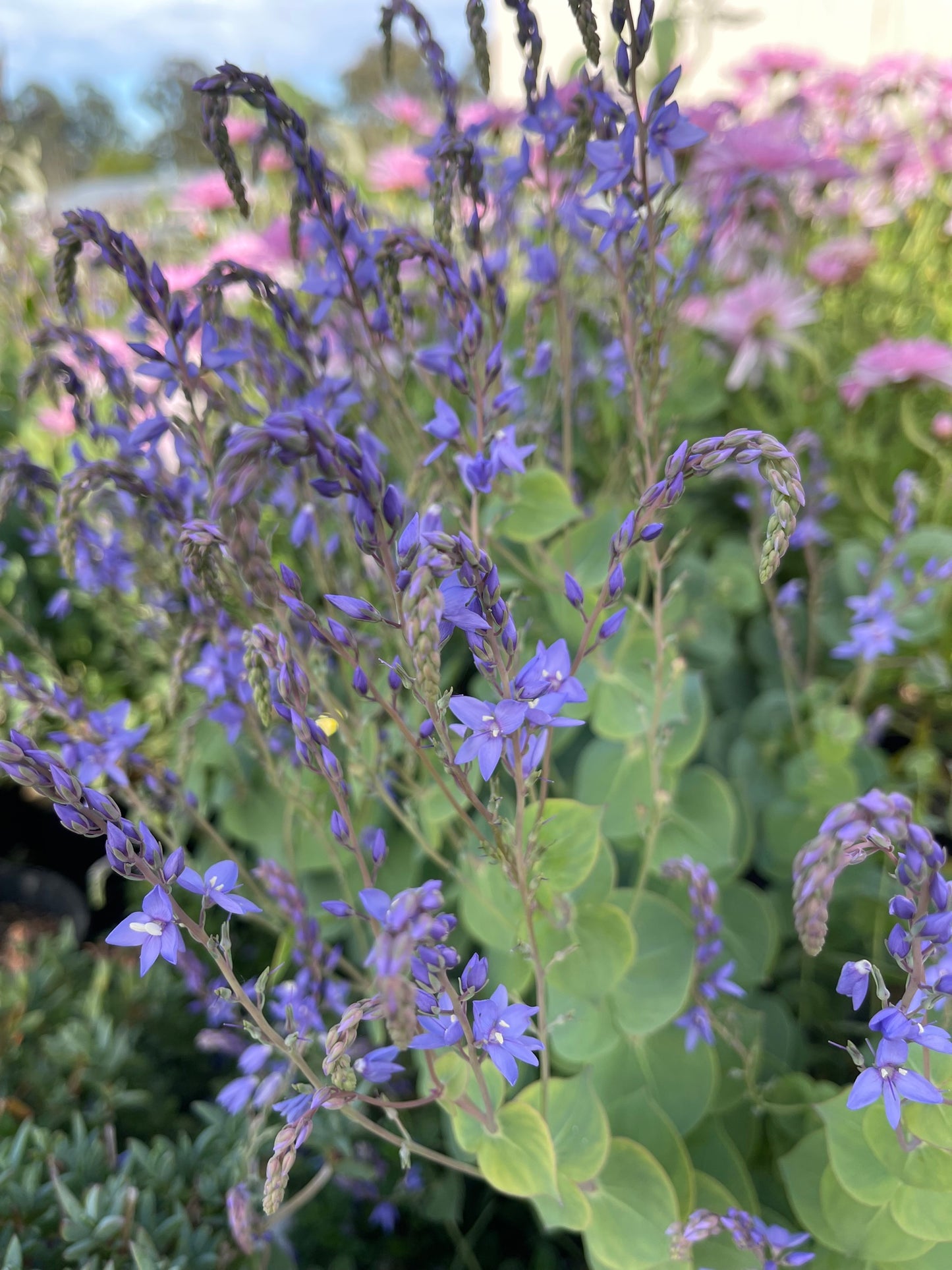 Parahebe perfoliata