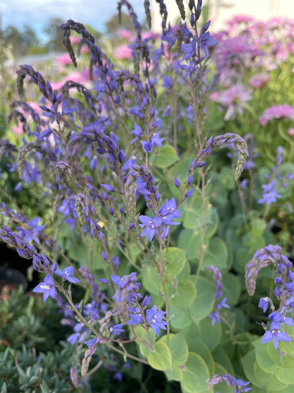 Parahebe perfoliata