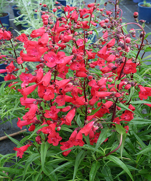 Penstemon x hybrid 'Firebird'