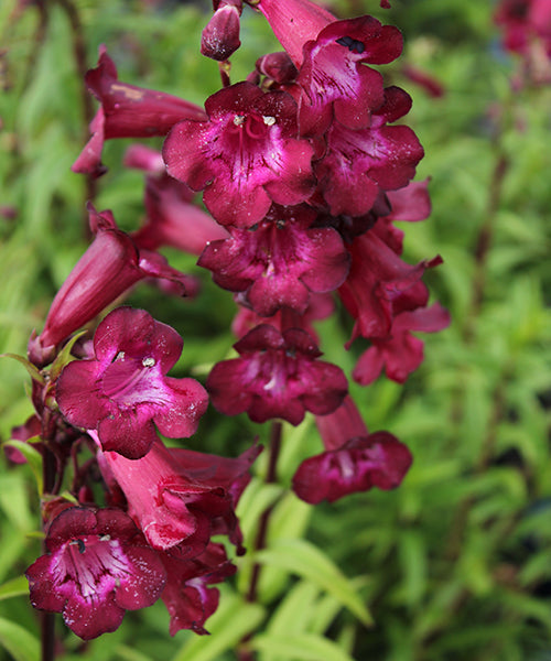 Penstemon x hybrid 'Port Wine'