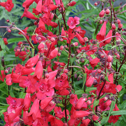 Penstemon x hybrid 'Firebird'