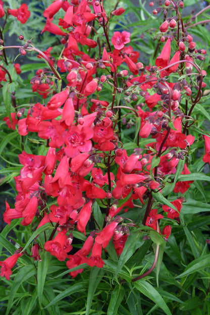 Penstemon x hybrid 'Firebird'