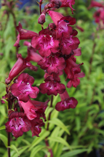 Penstemon x hybrid 'Port Wine'