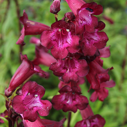 Penstemon x hybrid 'Port Wine'