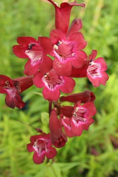 Penstemon x hybrid 'Port Wine'