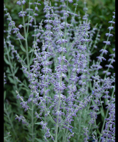 Perovskia atriplicifolia 'Little Spire'