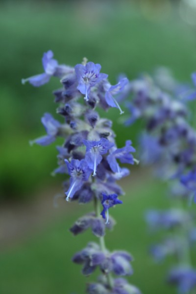 Perovskia atriplicifolia 'Blue Spire'