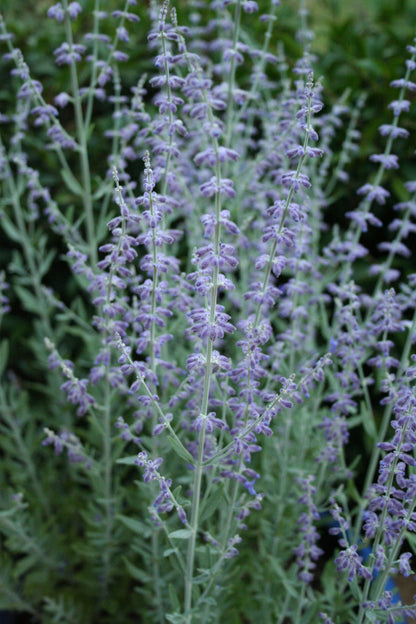 Perovskia atriplicifolia 'Little Spire'