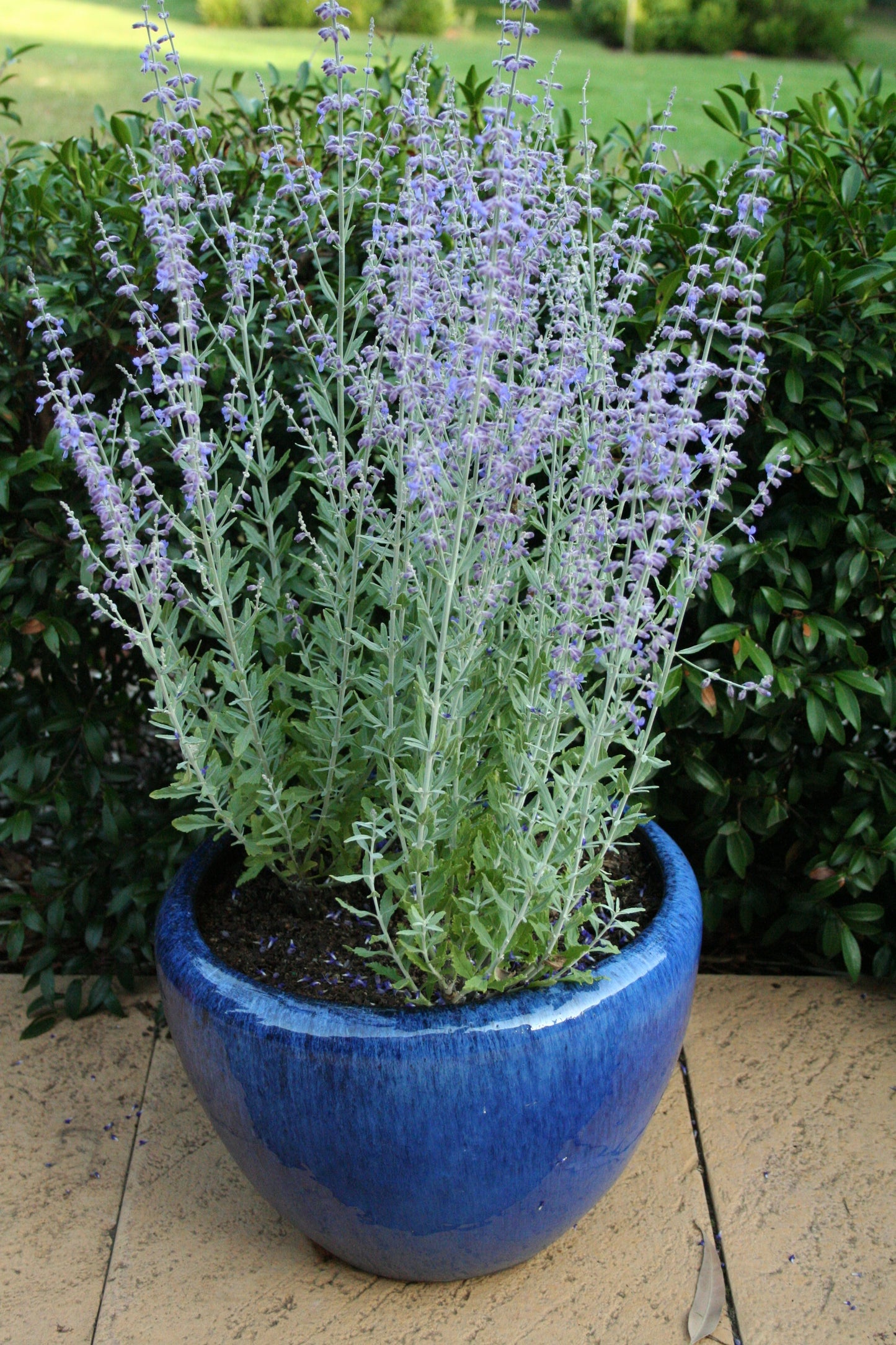 Perovskia atriplicifolia 'Little Spire'