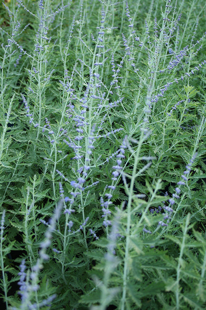 Perovskia atriplicifolia 'Blue Spire'