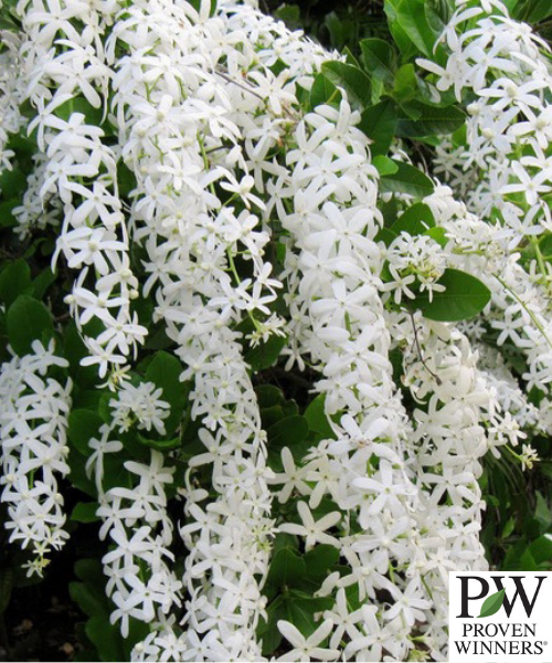 Petrea volubilis 'Snow Stars'