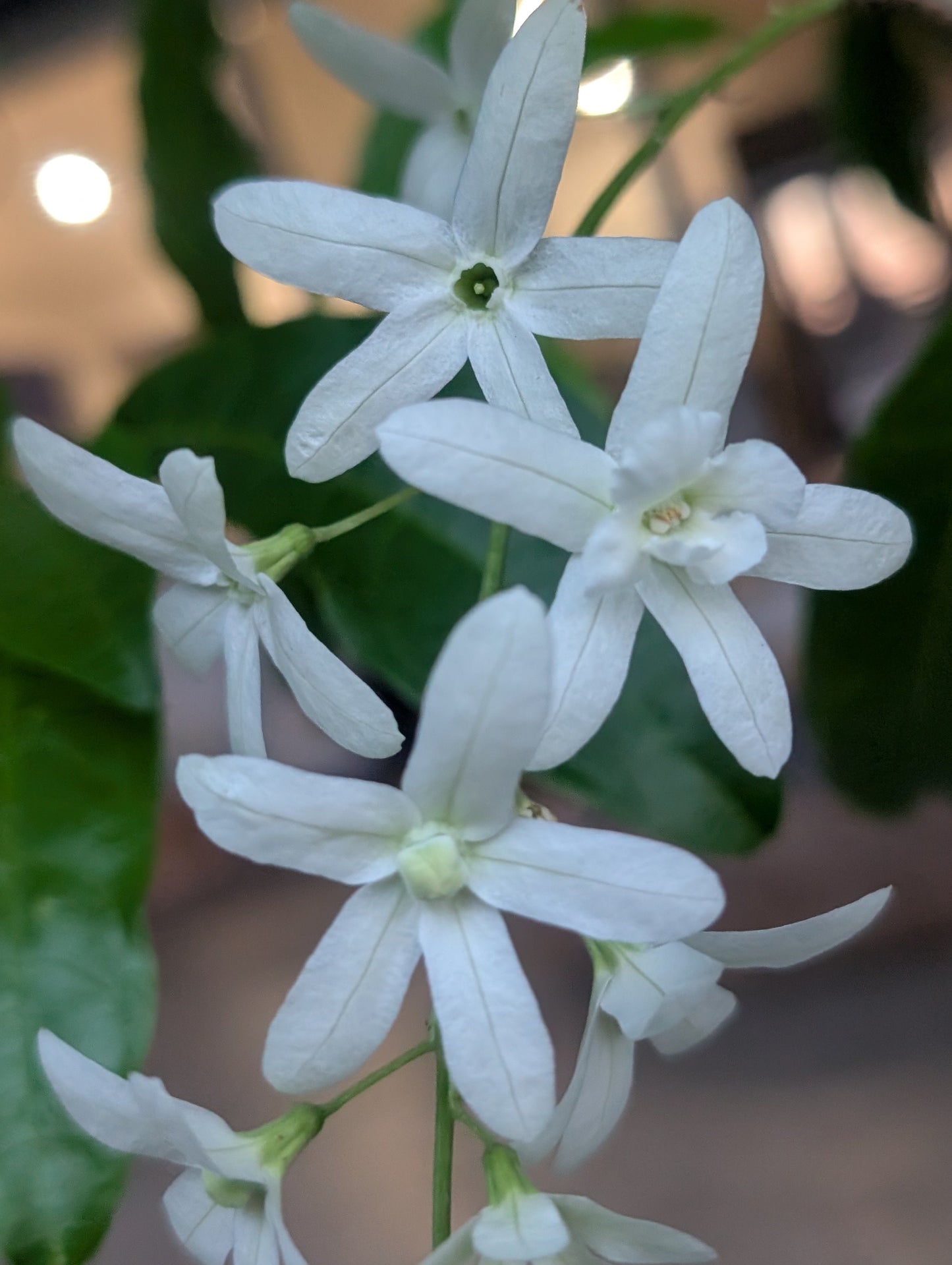 Petrea volubilis 'Snow Stars'