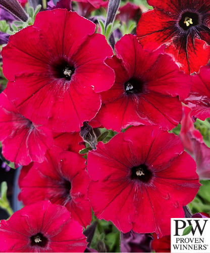 Petunia Supertunia 'Black Cherry'