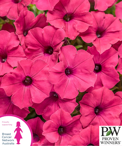 Petunia hybrid Supertunia Vista 'Fuchsia'
