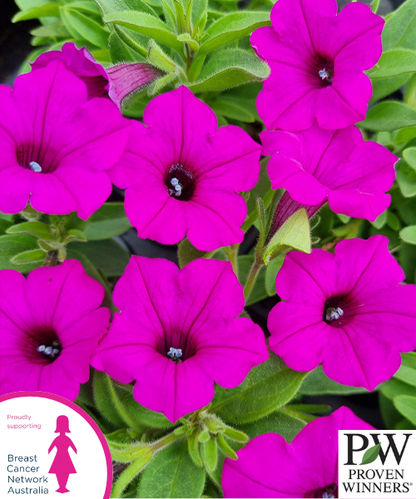 Petunia Supertunia Vista 'Jazzberry' - NEW