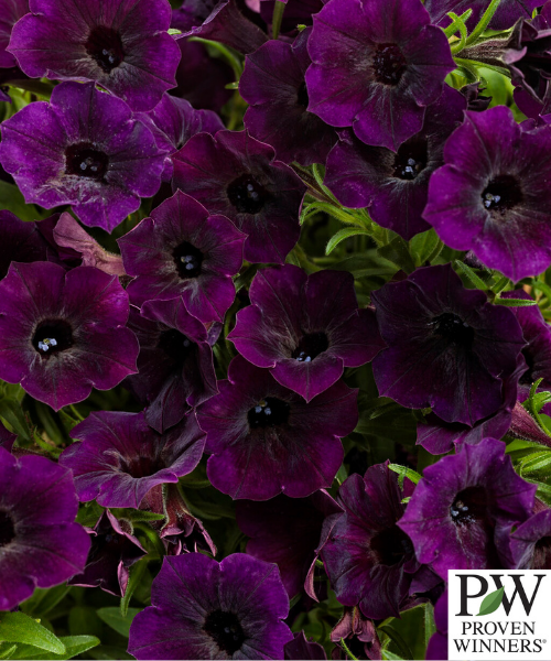 Petunia Supertunia Mini Vista 'Midnight' - NEW