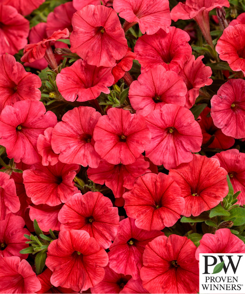 Petunia Supertunia Mini Vista 'Scarlet' - NEW