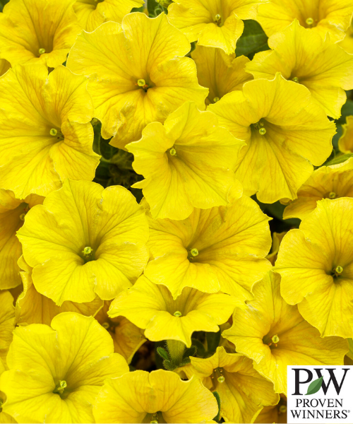 Petunia Supertunia Mini Vista 'Yellow' - NEW