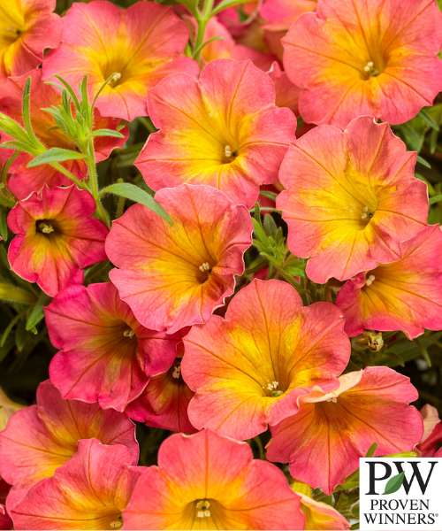 Petunia Supertunia 'Persimmon' - NEW