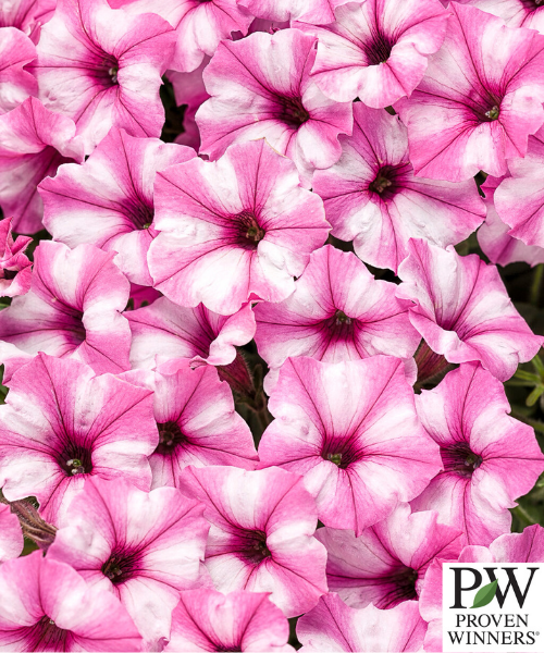 Petunia hybrid Supertunia Mini Vista 'Pink Star Charm'