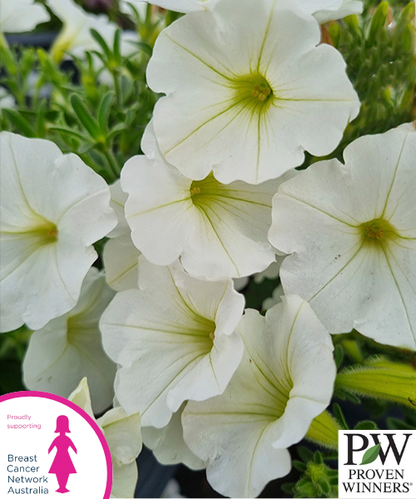 Petunia Supertunia Vista 'White Charm'