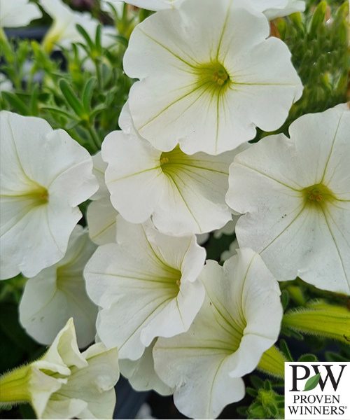 Petunia hybrid Supertunia Mini Vista 'White Charm'