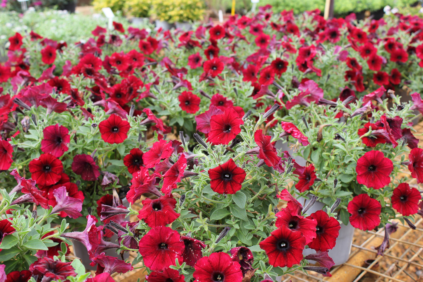 Petunia Supertunia 'Black Cherry'