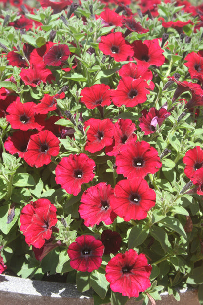 Petunia Supertunia 'Black Cherry'