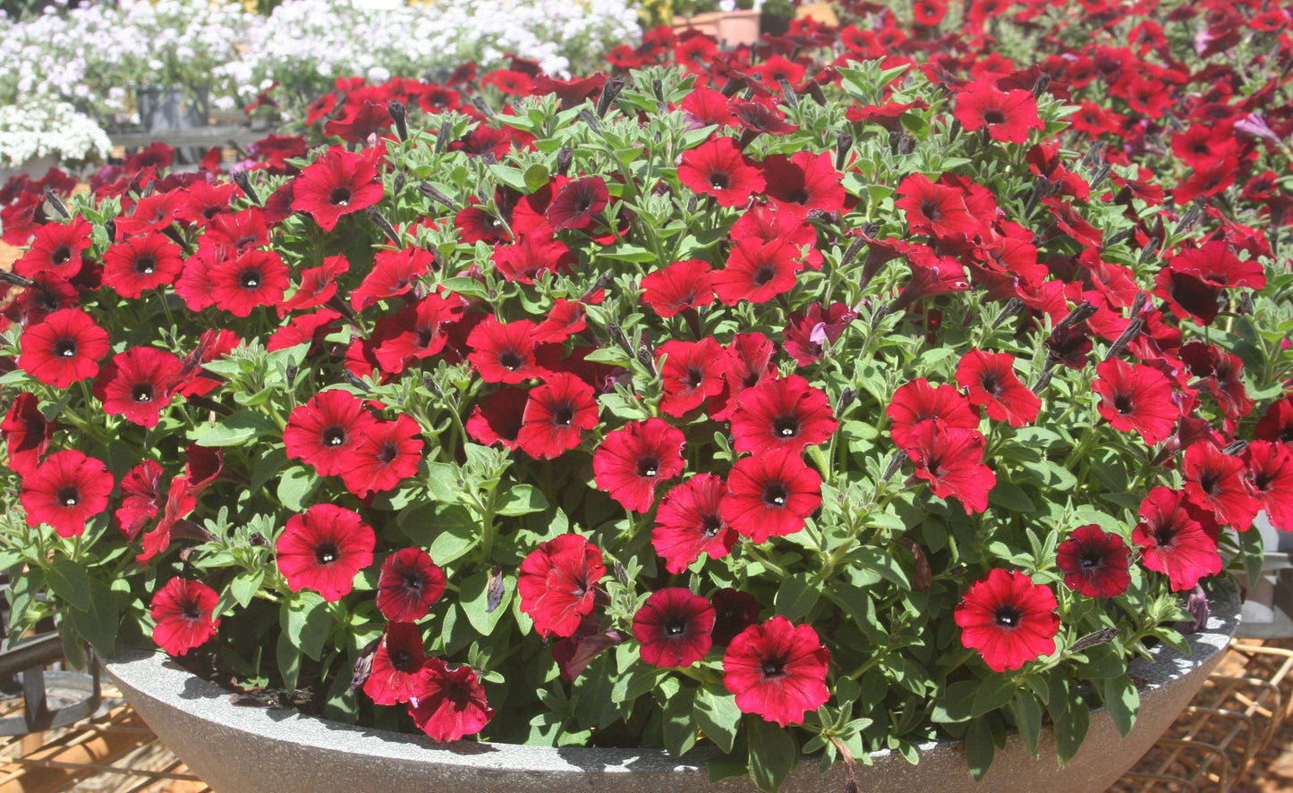 Petunia Supertunia 'Black Cherry'