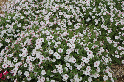 Petunia Supertunia Vista 'Silverberry'