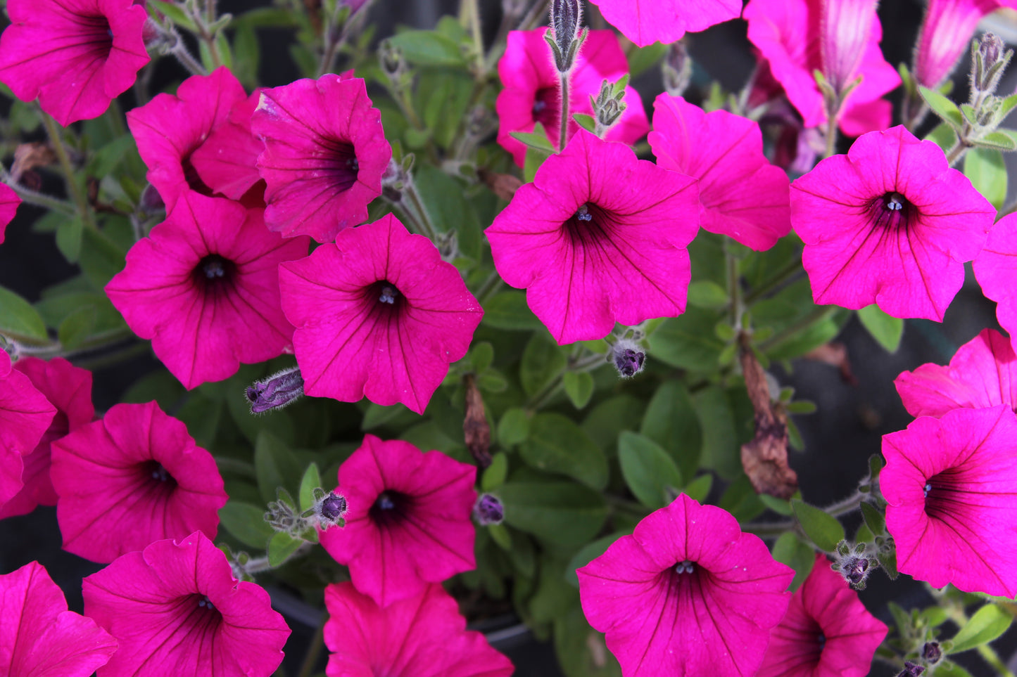 Petunia hybrid Supertunia Vista 'Fuchsia'