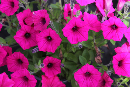 Petunia hybrid Supertunia Vista 'Fuchsia'